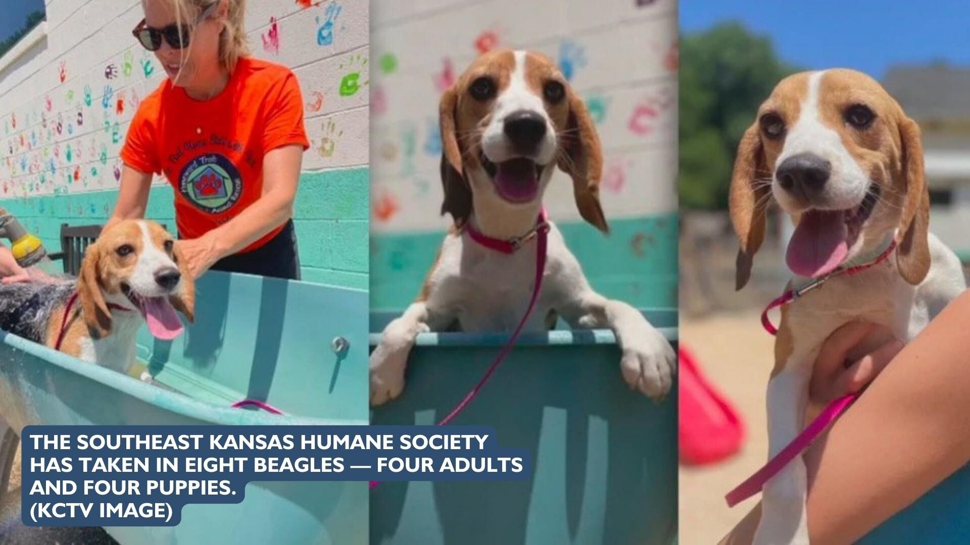 Rehomed Beagles – KCTV Image (2)